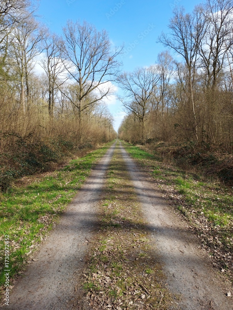 Fototapeta premium Chemin forestier