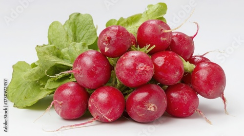  "Garden Fresh: Bunch of Radishes on White"