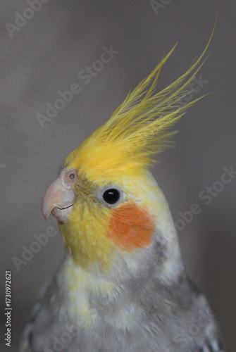 Cockatiel parrot close-up. A cute domestic cockatiel bird. Female. Male.