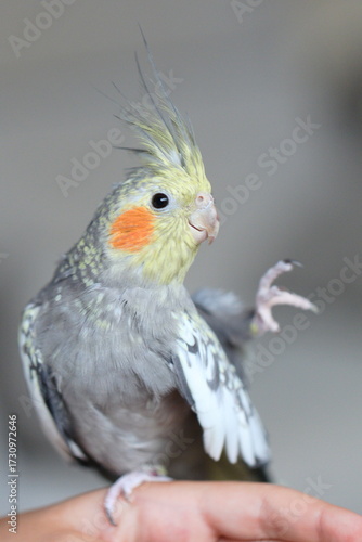 Cockatiel parrot close-up. A cute domestic cockatiel bird. Female. 