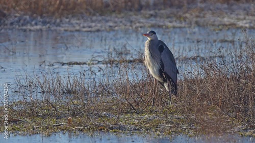 Graureiher (Ardea cinerea), ein, Vogel, Wiese, See, Winter
