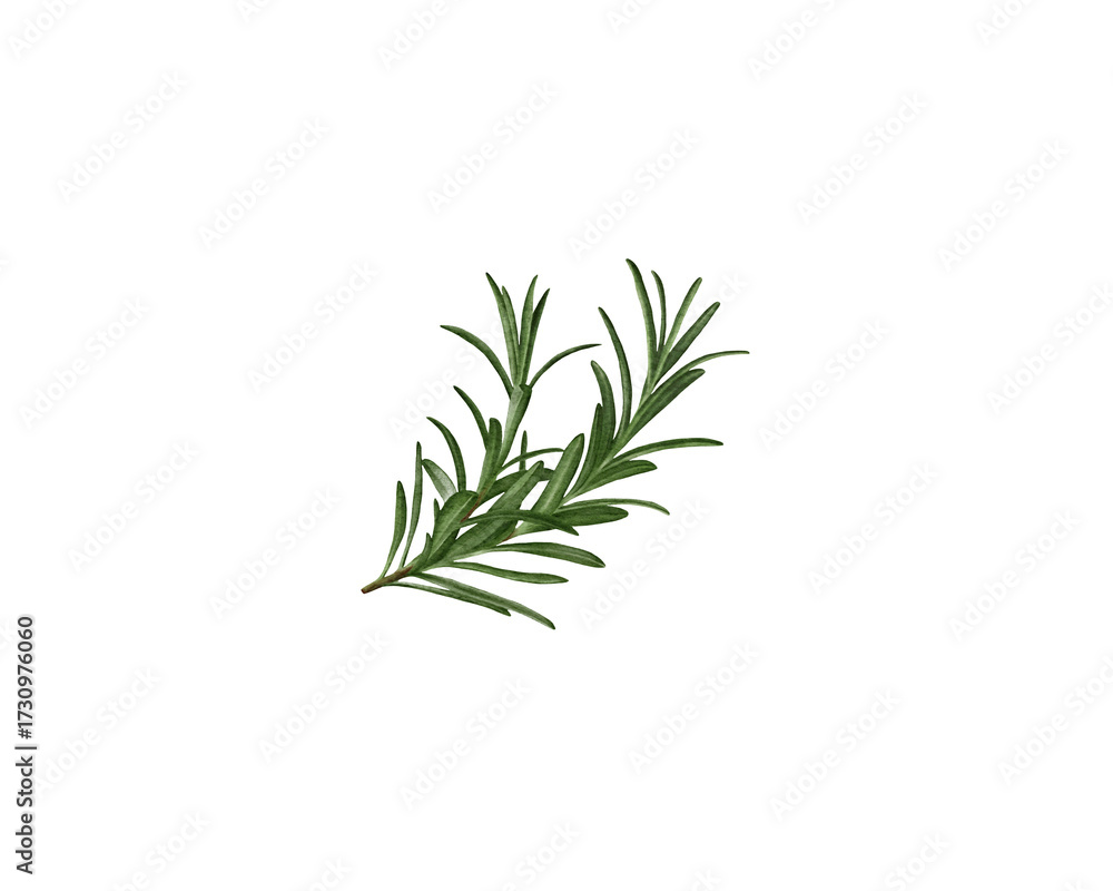 Fototapeta premium Watercolor illustration of a rosemary sprig. Perfect for culinary projects, packaging, recipes, design, decoration, and scrapbooking.