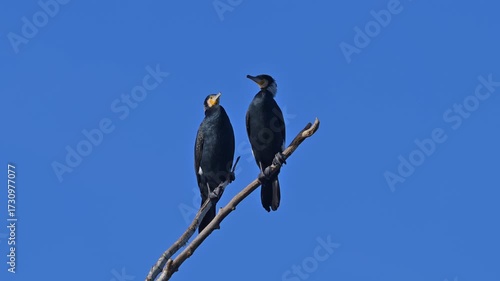 Kormoran (Phalacrocorax carbo), zwei, Vögel, Ast, blau Himmel
