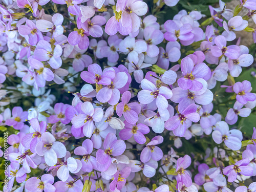 Close-up Flowers of Arabis Rosabella. Pink Arabis caucasica background. Arabis alpina, mountain rockcress or alpine rock cress.