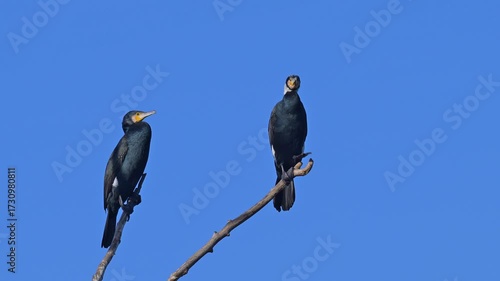 Kormoran (Phalacrocorax carbo), zwei, Vögel, Ast, blau Himmel