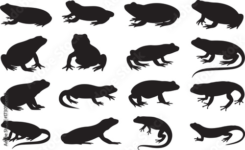  Frog, Toad, Salamander, Newt silhouette vector