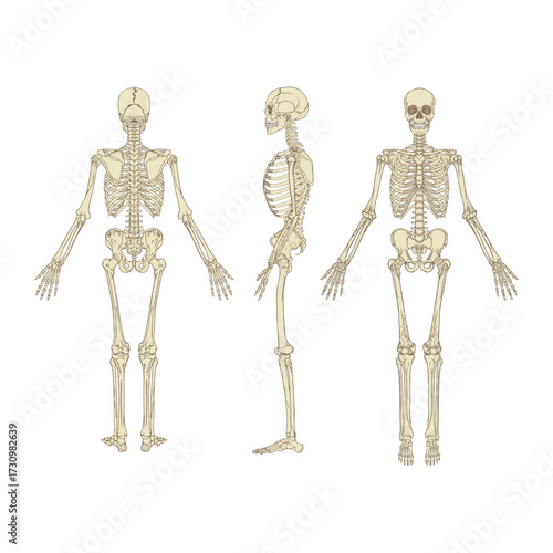 Anatomical Illustration of Human Skeleton