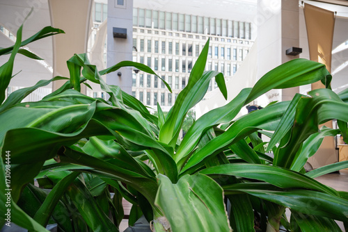 A modern architectural building is captured through the vibrant green leaves of a plant, creating a natural frame that blends urban design with organic elements.