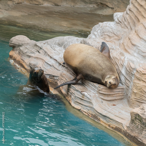 日向ぼっこするアシカ