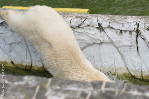 池に飛び込むホッキョクグマ