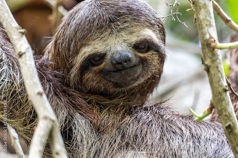 Fototapeta premium Brown-throated sloth, Bradypus variegatus at the sloth path on the Jari Canal at Alter do Chao, Santarem, Para, Brazil