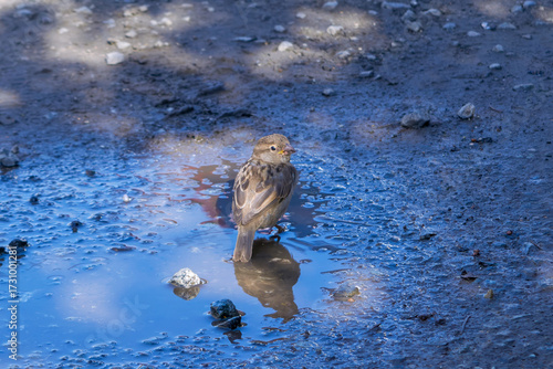 A cute little sparrow bathes in a puddle of water.