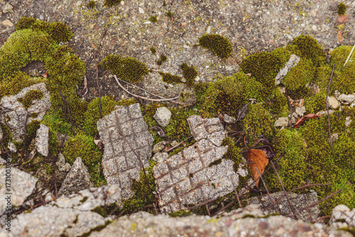 The old destroyed concrete slab is covered with moss and fungus. Reinforcement is visible through the destroyed slab. Background: dull, post-apocalyptic. High quality photo