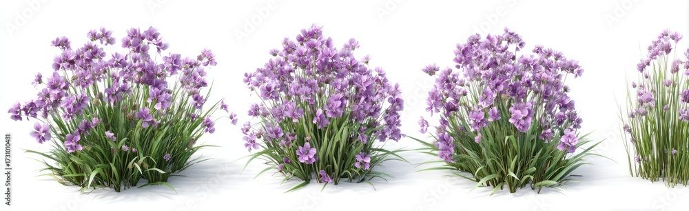 Fototapeta premium Four clusters of light purple flowers with grassy foliage