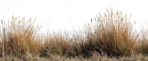Dry, golden grasses in a field