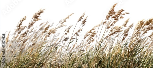 Windswept grasses in various shades of tan and beige, swaying gently against a white background