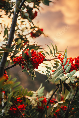 A close-up shot of vibrant red rowan berries (mountain ash) with green leaves, captured in soft autumn light. The warm tones and natural details reflect the beauty of the fall season in the forest. Pe