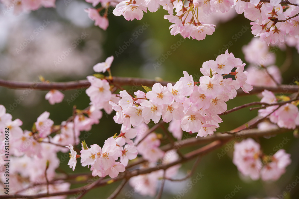 Obraz premium 春を彩る満開の桜の花