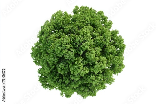 Full overhead view of a lush green tree canopy (1)