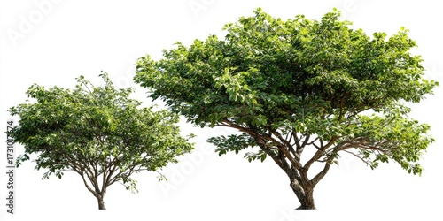 Two lush green trees against a white background