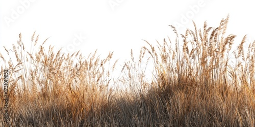 Golden grasses, autumnal foliage, against white background