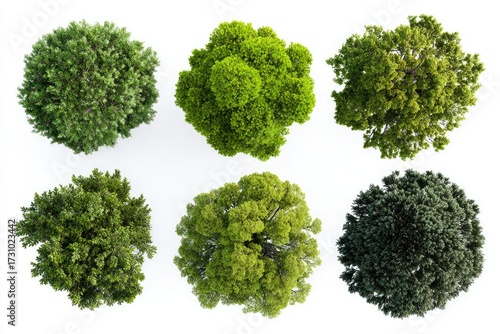 Six overhead views of different trees.  Various shades of green foliage, various tree shapes.  Isolated on white background