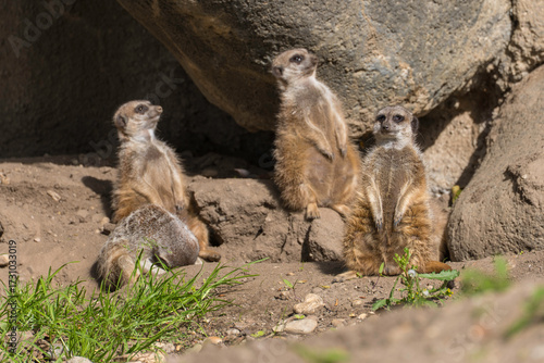 meerkat on the lookout