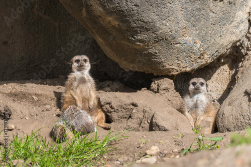 meerkat on the lookout
