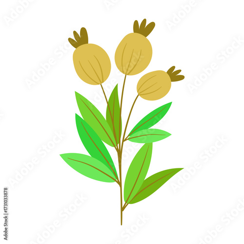 Botanical illustration of a plant branch with three light brown fruits and green leaves on a white background