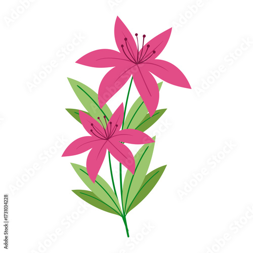 Two pink lilies with green leaves illustration on a white background isolated