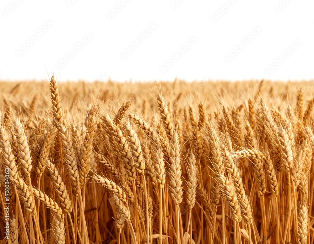Fototapeta premium Golden wheat field against a white background