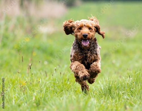 Wallpaper Mural Happy dog running in a field Torontodigital.ca