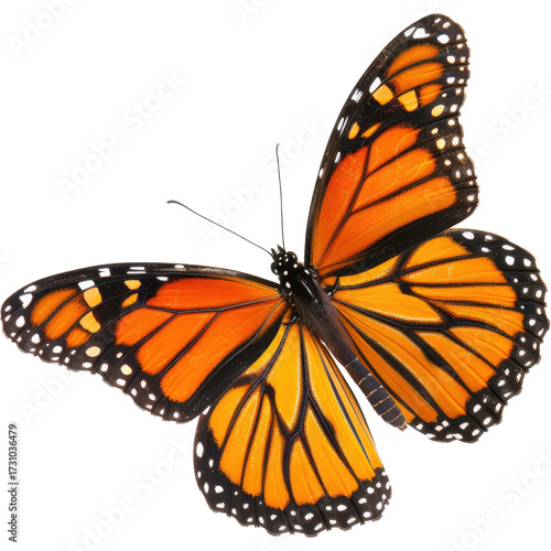 Monarch butterfly, vibrant orange and black wings. Isolated on White Background and Transparent PNG.