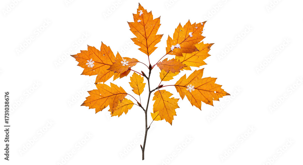 Fototapeta premium Autumn Oak Branch with Vibrant Orange Leaves.