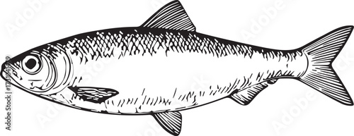Detailed linocut etching black and white illustration of herring fish with fins and scales for seafood culinary artwork and marine educational designs