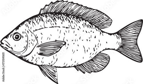 Intricate black and white linocut etching of tilapia fish with detailed fins and scales for seafood culinary artwork and biology educational design