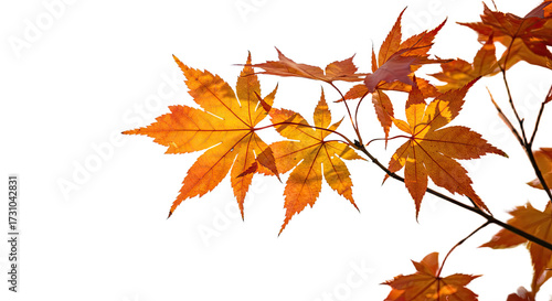 Bright orange and yellow maple leaves in autumn season 1.