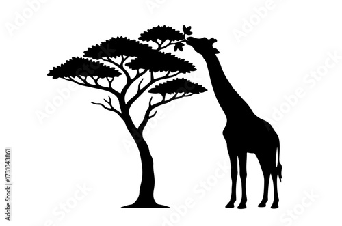 Giraffe and Tree Silhouette - Giraffe Bending Neck to Eat Branches 