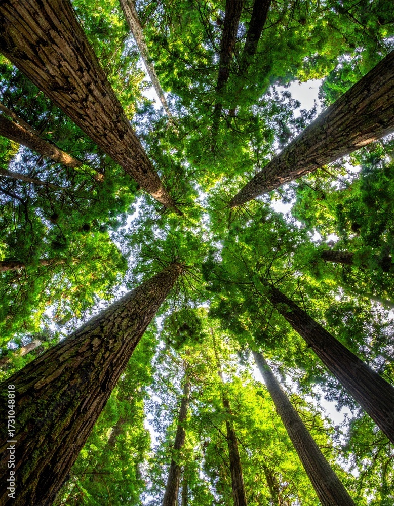 Obraz premium Tall trees reaching up to a bright sky
