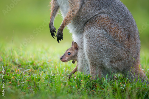 baby kangaroo