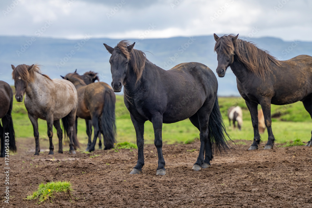 Obraz premium Icelandic wild horses