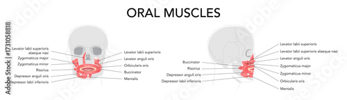 Oral muscles anatomy diagram, labeled structures include orbicularis oris, zygomaticus major, zygomaticus minor, risorius, buccinator, mentalis, levator labii, depressor oris, educational reference
