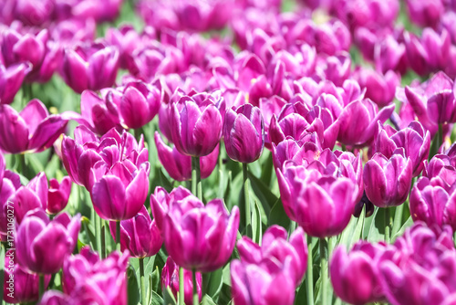 Vibrant display of blooming purple tulips in a sunny garden during spring season