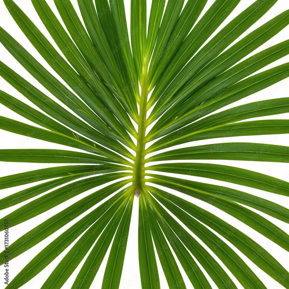 Obraz premium Close-up of fan-shaped palm leaf, vibrant green color