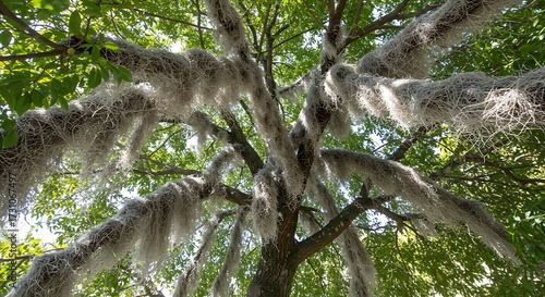 Dramatic view of spanish moss hanging from tree branches in sunlight