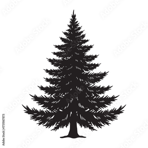 Black Silhouette of a Tall Pine Tree evergreen conifer