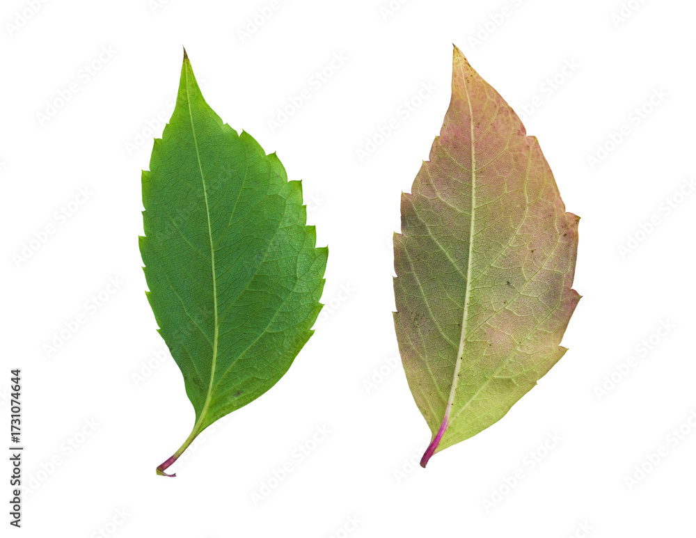 Fototapeta premium Comparison of healthy and aging foliage from the same tree species