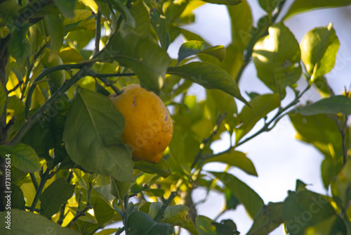 Lemon tree and lemon fruit