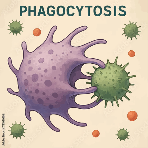 phagocytosis