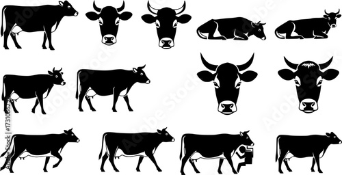 Show Heifer, Show Heifer Silhouette, Livestock, Show Cattle, Show Cow, Show Heifer Vector